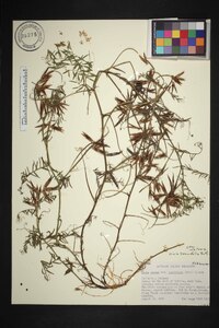 Vicia tenuifolia image