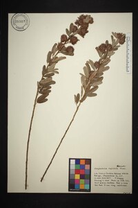 Lespedeza capitata image