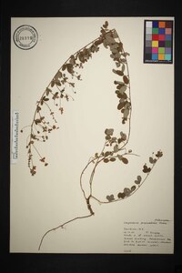 Lespedeza procumbens image