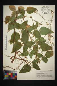 Desmodium canescens image