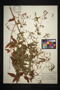 Desmodium glabellum image