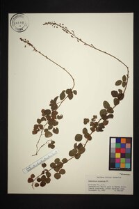 Desmodium lineatum image