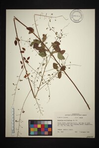 Desmodium marilandicum image