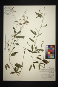 Desmodium paniculatum var. paniculatum image