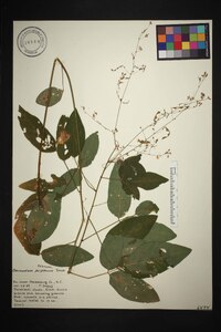 Desmodium perplexum image