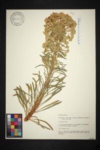 Euphorbia characias image