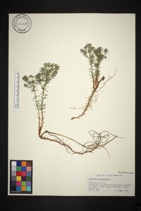 Euphorbia cyparissias image