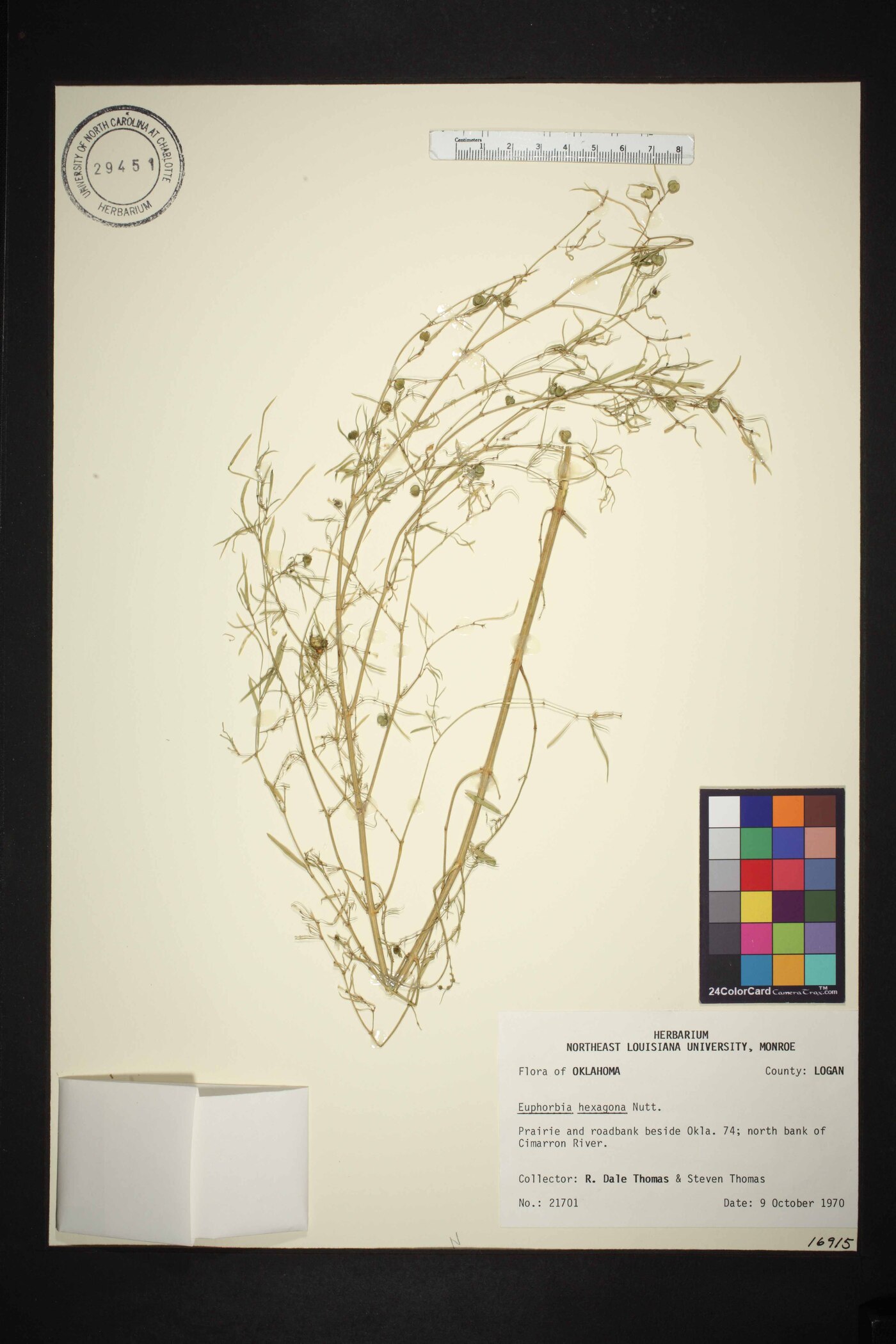 Euphorbia hexagona image