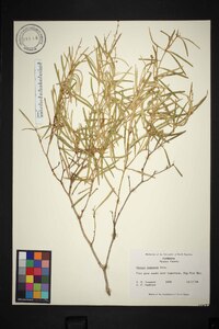 Croton linearis image