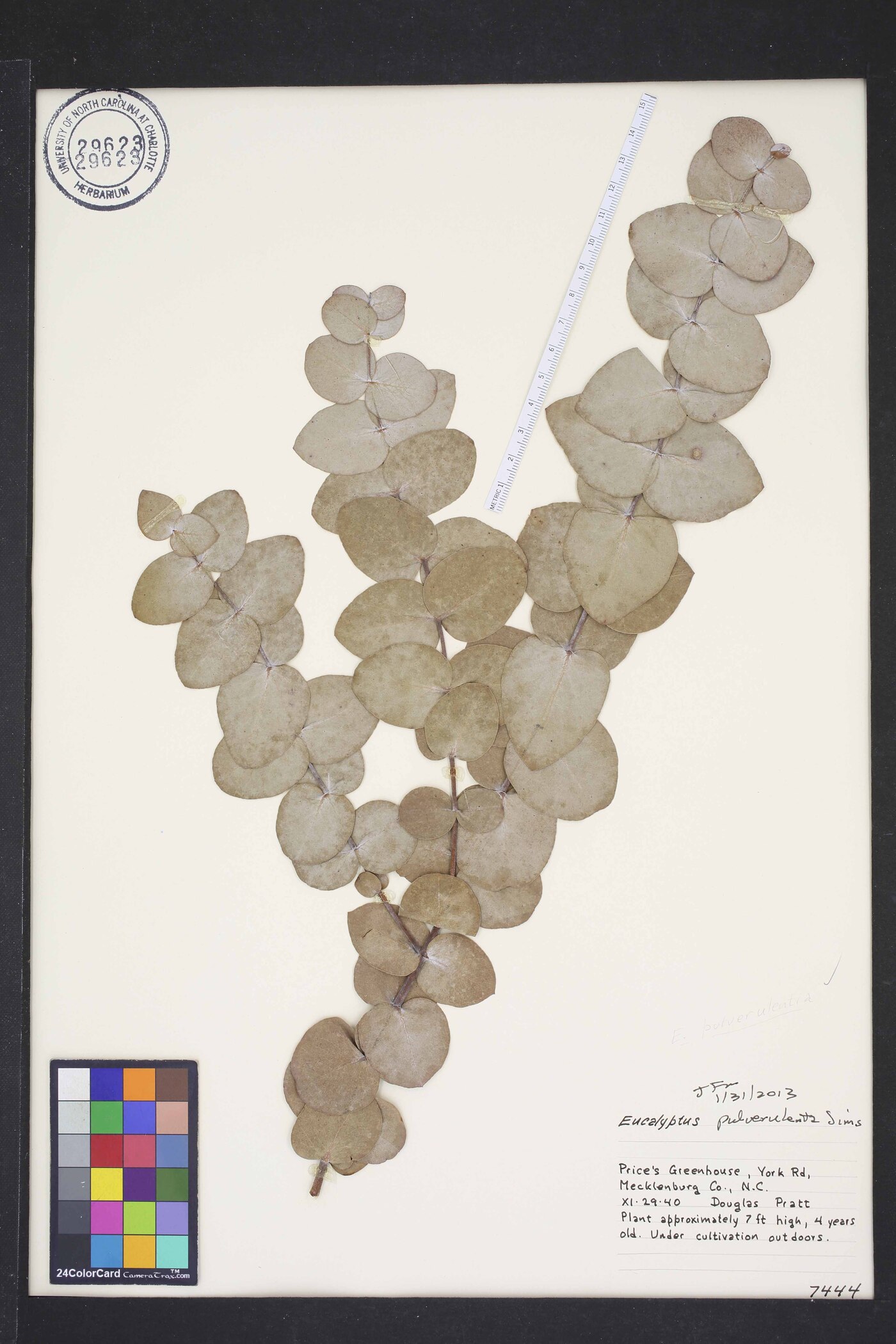 Eucalyptus pulverulenta image