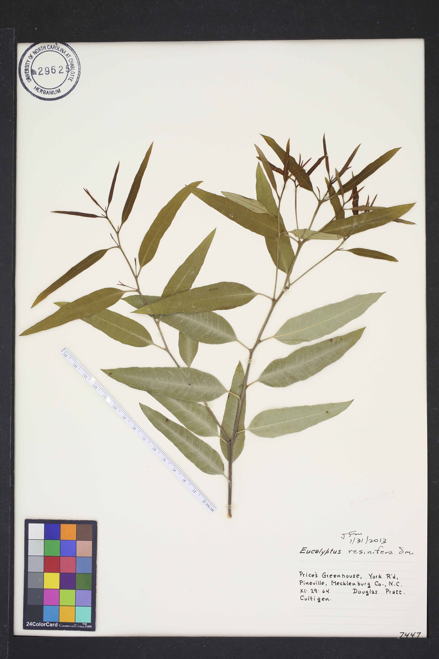 Eucalyptus resinifera image