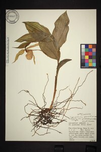 Cypripedium parviflorum var. pubescens image