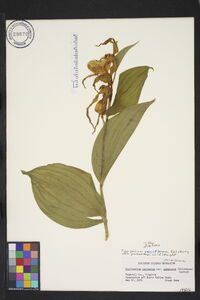 Cypripedium parviflorum var. pubescens image