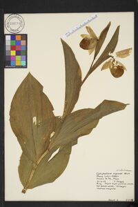 Cypripedium reginae image
