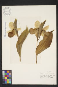 Cypripedium reginae image