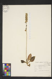 Goodyera pubescens image