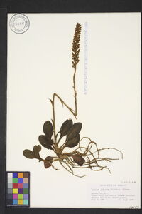 Goodyera pubescens image