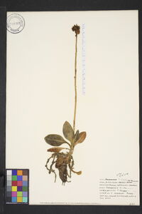 Goodyera pubescens image