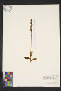 Goodyera tesselata image