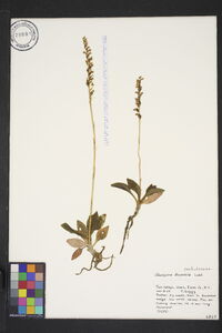 Goodyera tesselata image