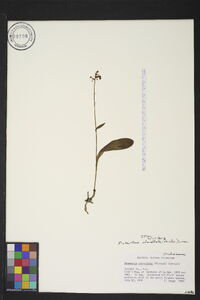 Platanthera clavellata image