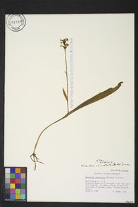 Platanthera clavellata image