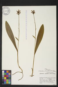 Platanthera clavellata image