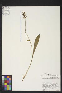 Platanthera clavellata image