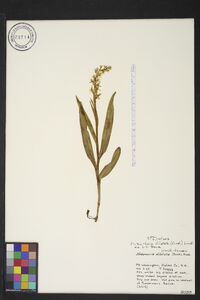 Platanthera dilatata var. dilatata image