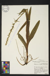 Platanthera dilatata image