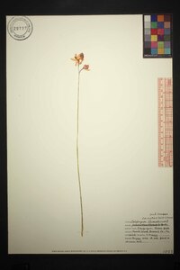 Calopogon barbatus image