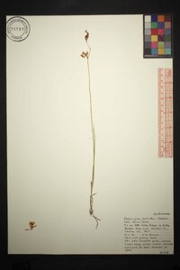 Calopogon pallidus image