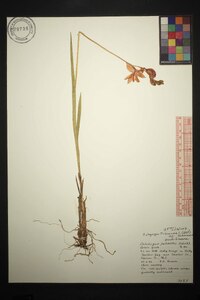 Calopogon tuberosus var. tuberosus image