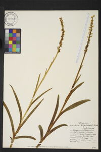 Platanthera hyperborea image