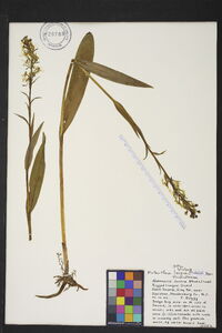 Platanthera lacera image