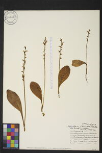 Platanthera obtusata image