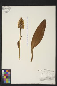 Platanthera psycodes image