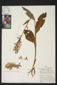 Platanthera grandiflora image