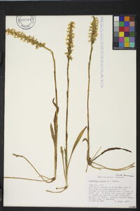 Spiranthes cernua image