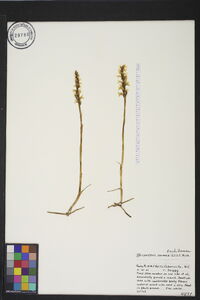 Spiranthes cernua image