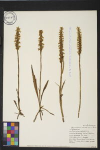 Spiranthes cernua image