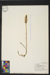 Spiranthes cernua image