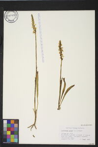 Spiranthes cernua image