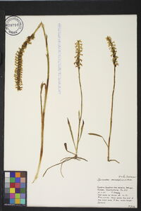 Spiranthes cernua image