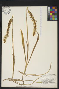 Spiranthes cernua image