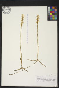 Spiranthes cernua image