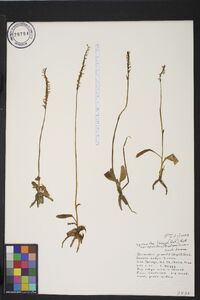 Spiranthes lacera var. gracilis image