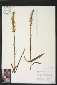 Spiranthes odorata image