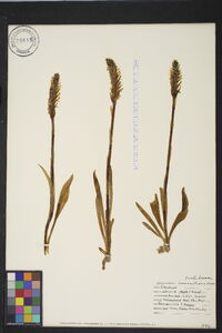 Spiranthes romanzoffiana image