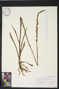 Spiranthes vernalis image